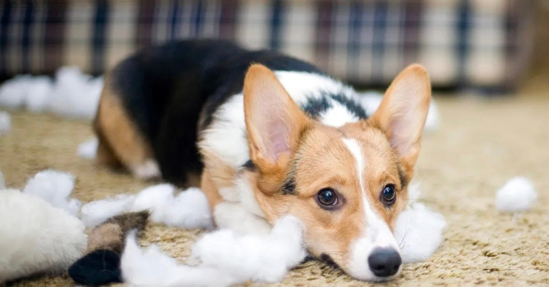 Do You Know Why Dogs Destroy Toys? - FairyBaby