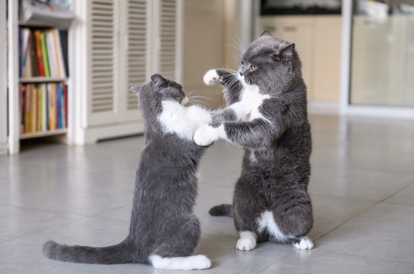 A closer look at Cats Avoidance Behaviors