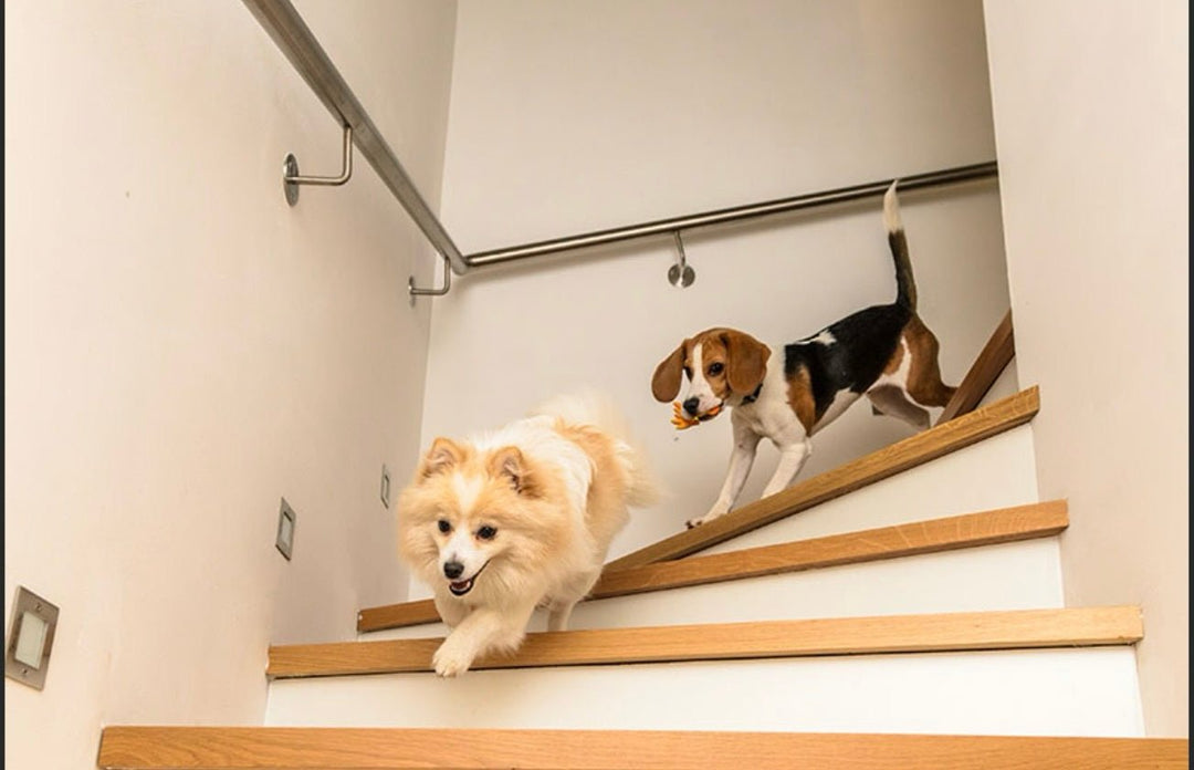 When Can Puppies Go On Stairs? - FairyBaby