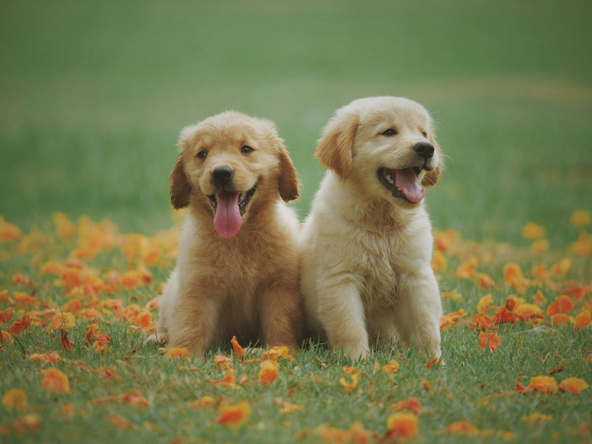 10 of the Smartest Dog Breeds - FairyBaby