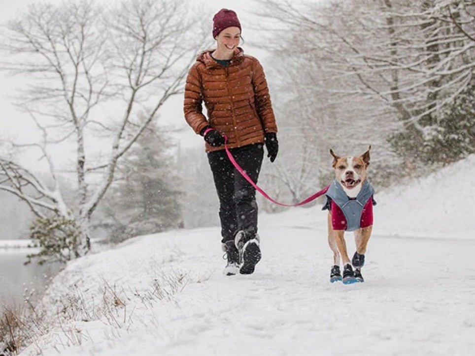 4 Tips for Your Winter Dog Walks - FairyBaby