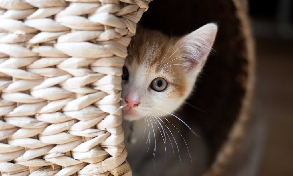 5 Signs of a Stressed Cat and Effective Strategies for Relief - FairyBaby