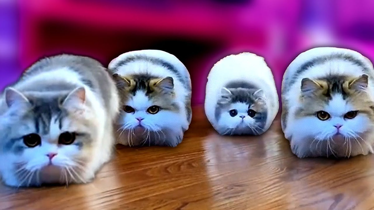 6 Cute Short Leg Cats Breed That You Want to Have - FairyBaby