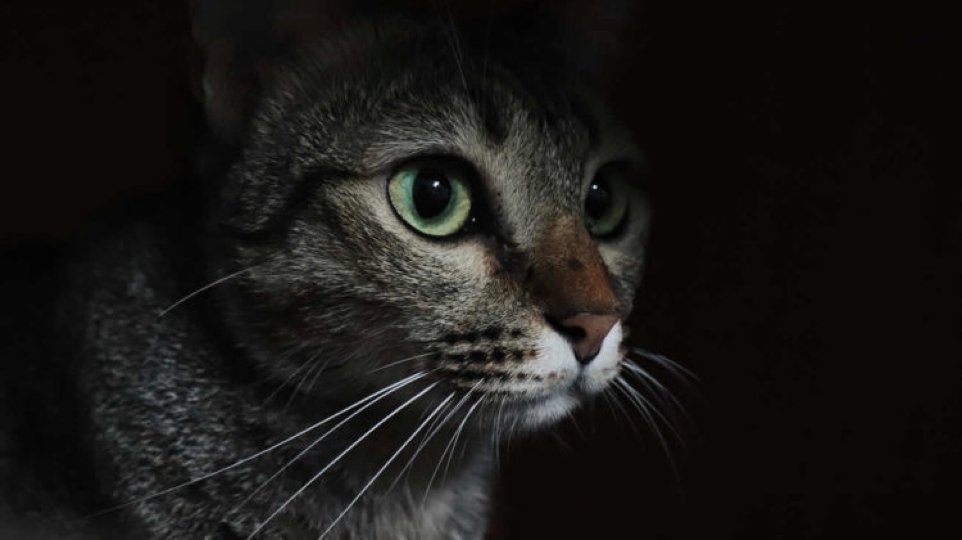 Can Cats See in the Dark? Cats’ Night Vision Abilities - FairyBaby