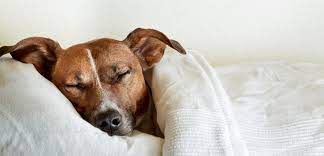 Do Dogs Dream? - FairyBaby