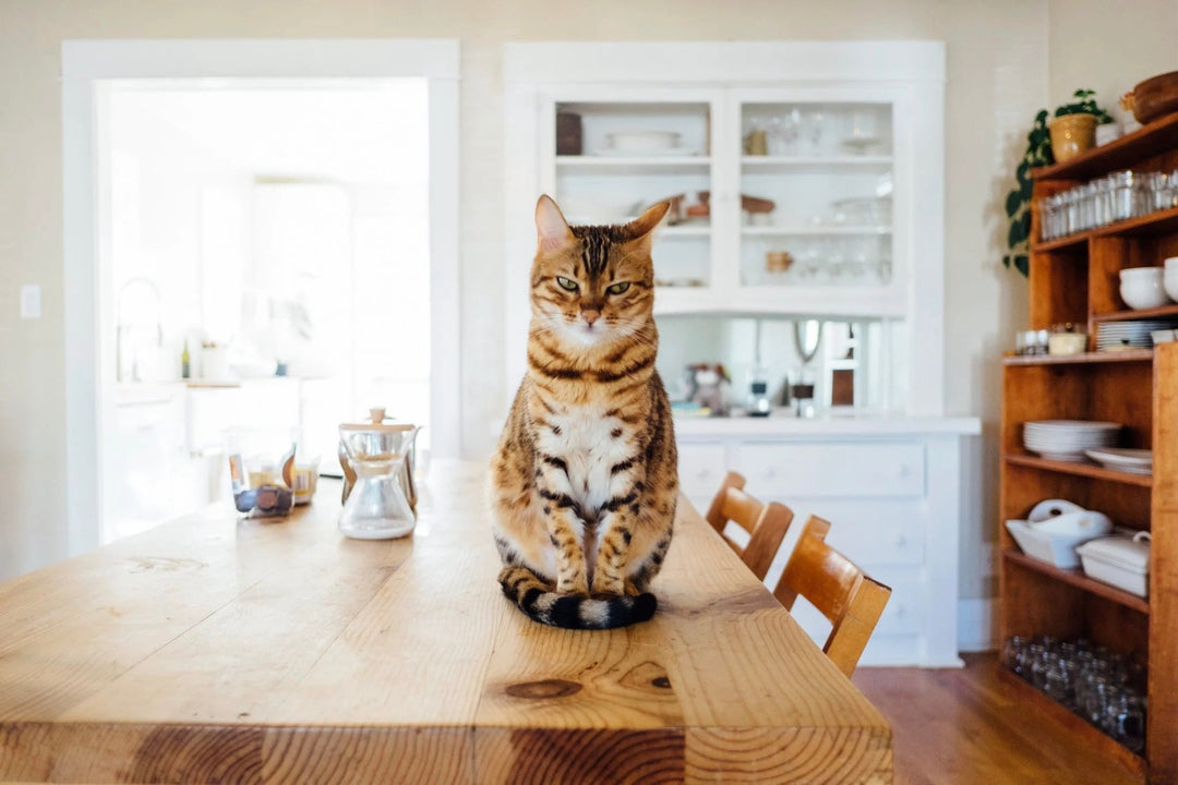 Effective Tricks for Keeping Cats off Countertops - FairyBaby