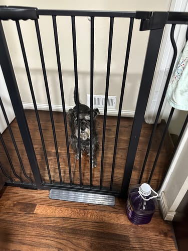 Finding The Right Pet Gates for Senior Pets: Here’s What to Look For - FairyBaby