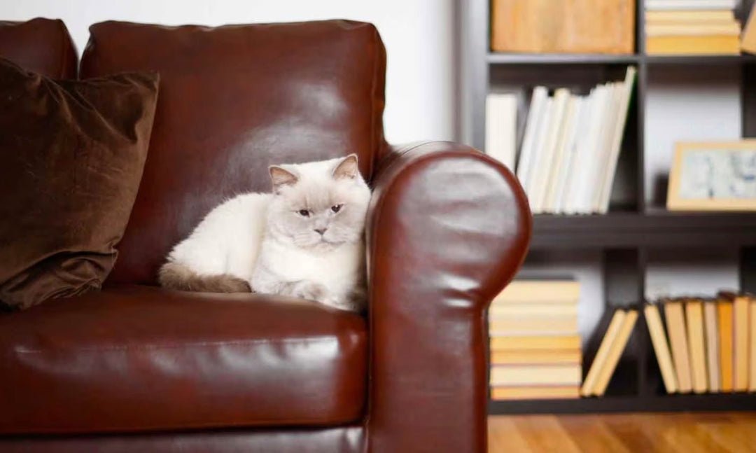 How to Fix Cat Scratches on Leather Furniture - FairyBaby
