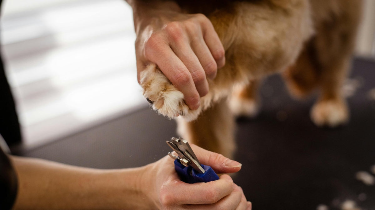 The Ultimate Guide to Trimming Your Dog's Nails at Home - FairyBaby