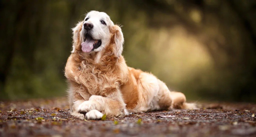 Understanding the Body Language of Senior Dogs - FairyBaby