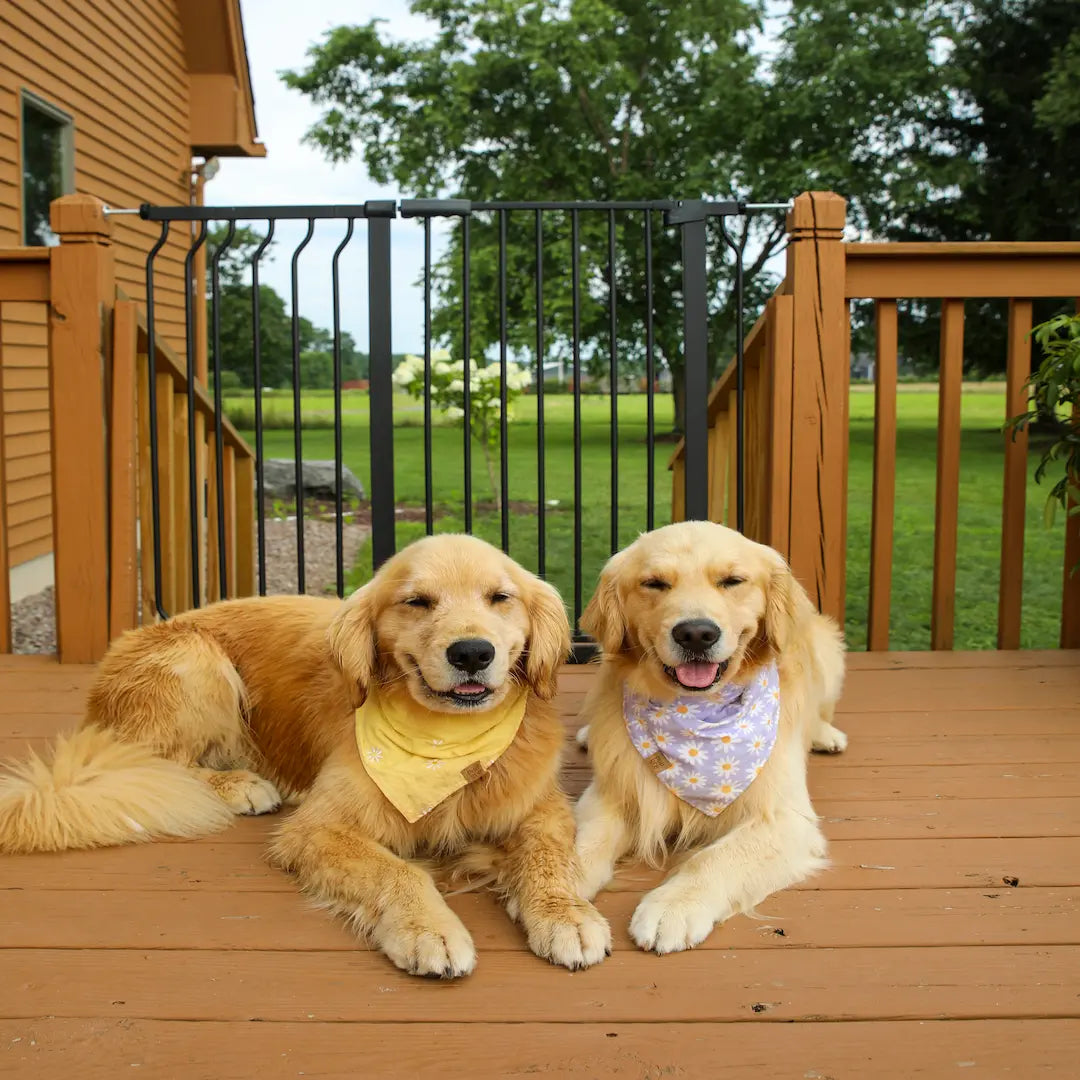 FairyBaby W282 extra wide outdoor dog gate for porch and wooden deck with golden retrievers